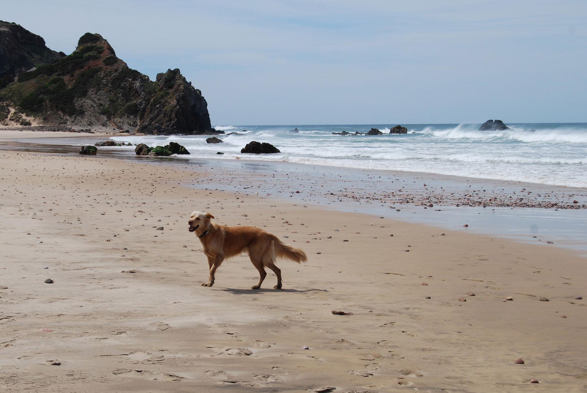 Portugal_Hundi_2000_web