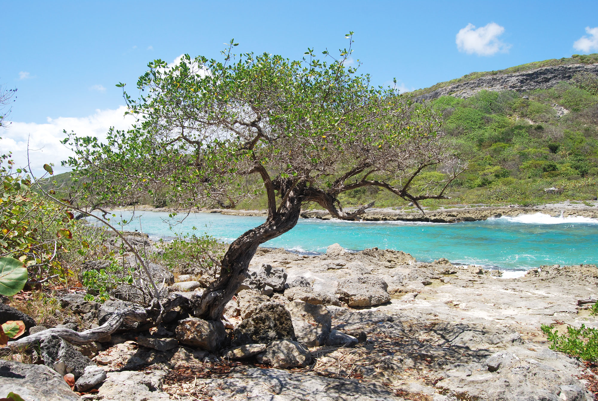 baum_2000_web