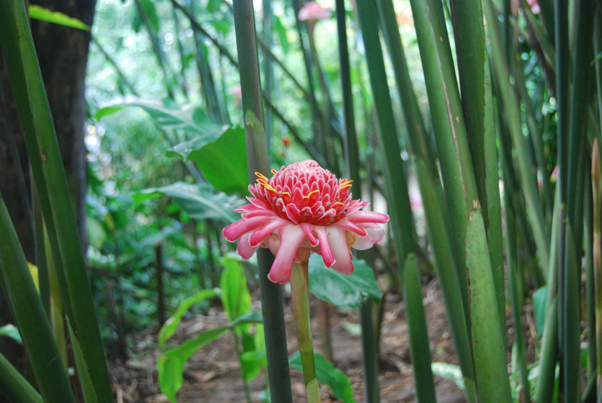blume_2000_web