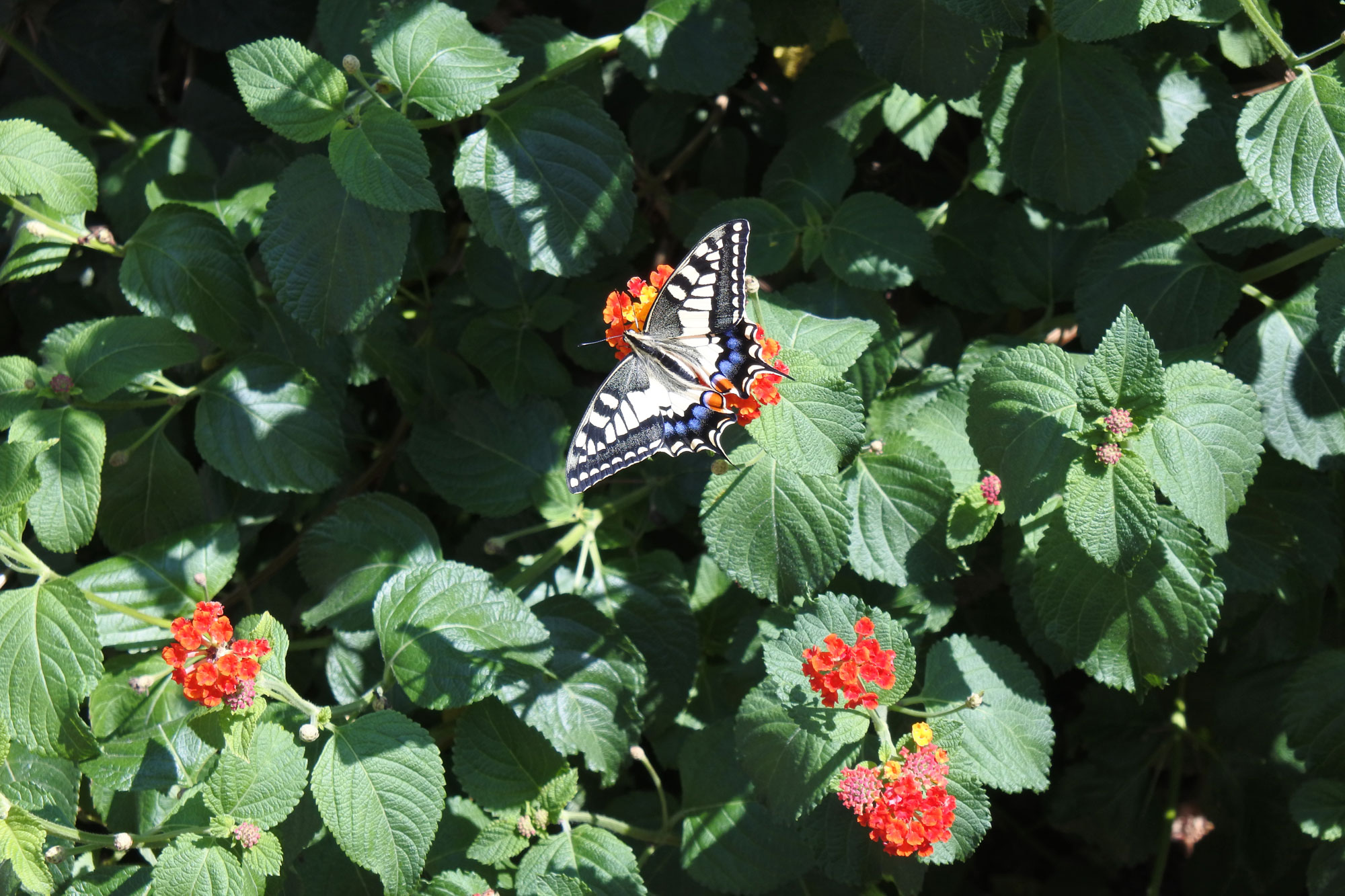 butterfly_2000_web