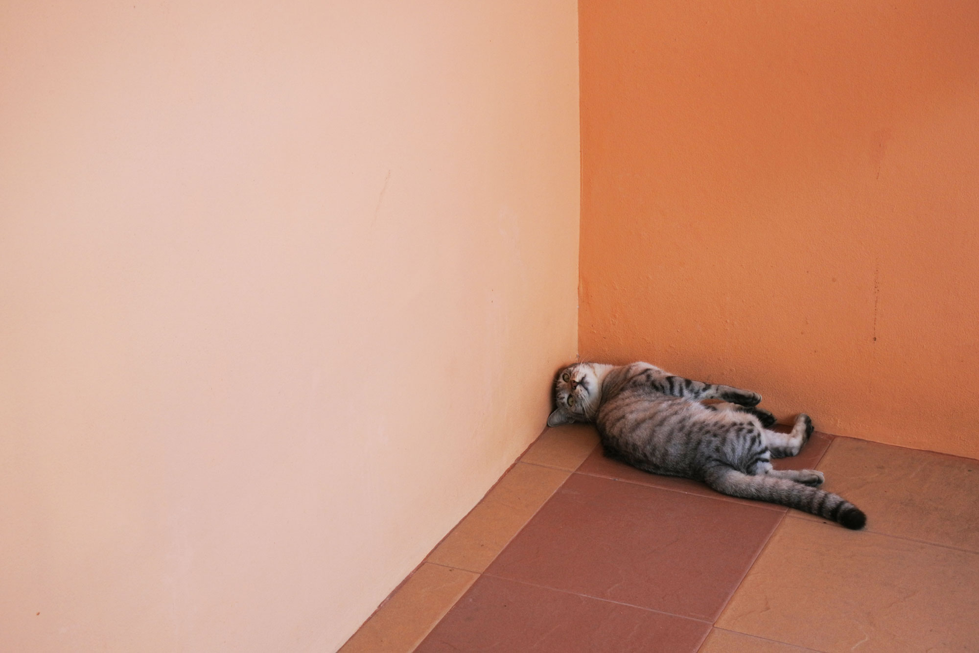 lustige_katze_2000_web