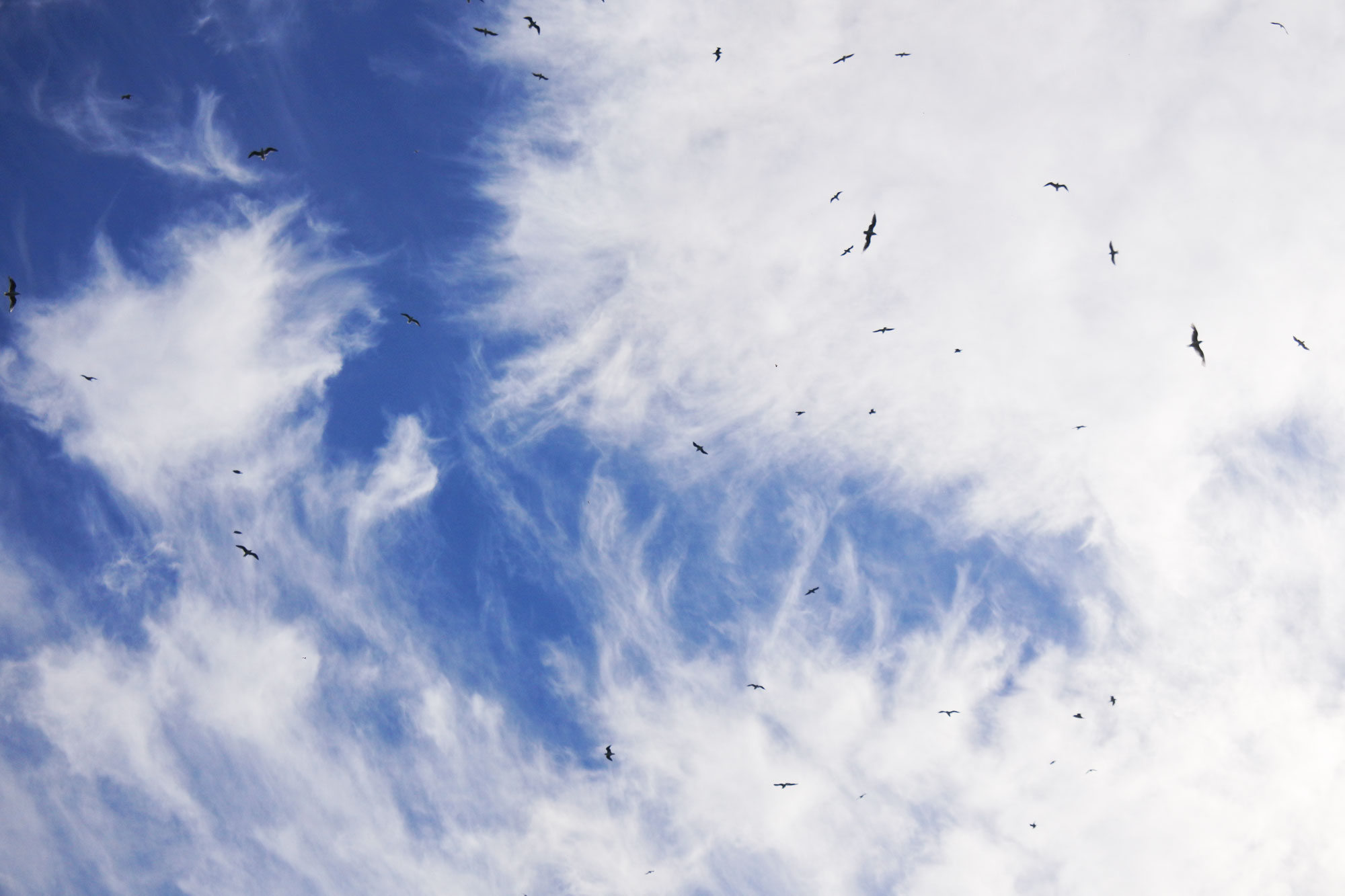 nordsee_birds_2000_web